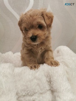 Cute and Beautiful Maltipoo puppies for 