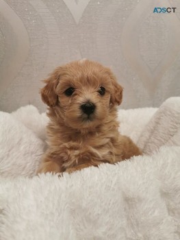 Cute and Beautiful Maltipoo puppies for 