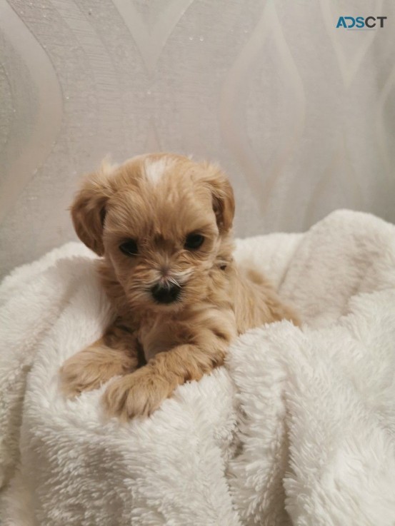 Cute and Beautiful Maltipoo puppies for 