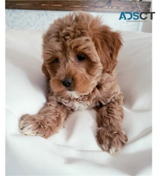 cavapoo Puppies For Sale