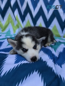 Chunky Siberian  Husky puppies