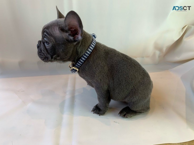 Adorable Male And Female French bulldog 