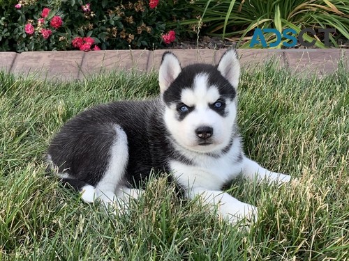 Chunky Siberian  Husky puppies