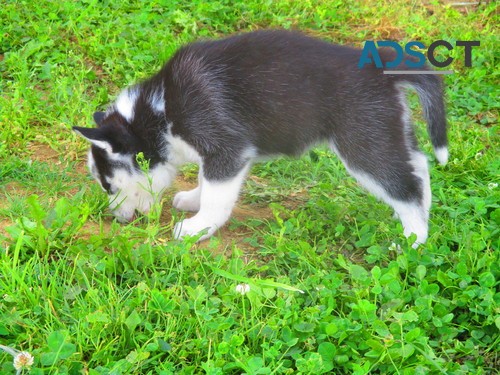 Chunky Siberian  Husky puppies