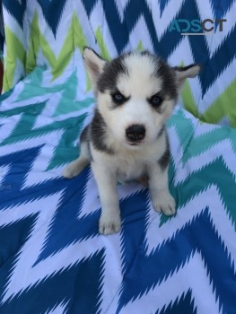 Chunky Siberian  Husky puppies