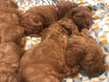 Lovable and cuddly cavapoo puppies are r