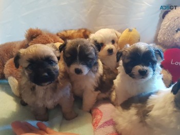 Male and Female Bishon Frise puppies for