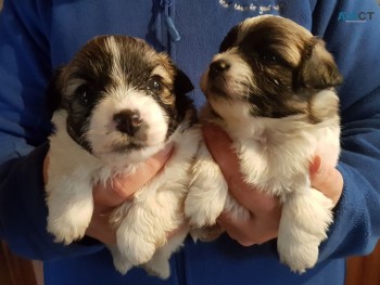 Male and Female Bishon Frise puppies for