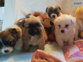 Male and Female Bishon Frise puppies for