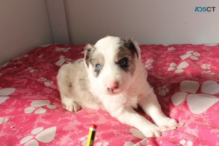 Adorable Border collie puppies for sell