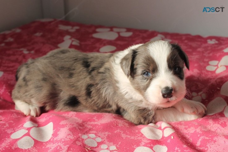 Adorable Border collie puppies for sell