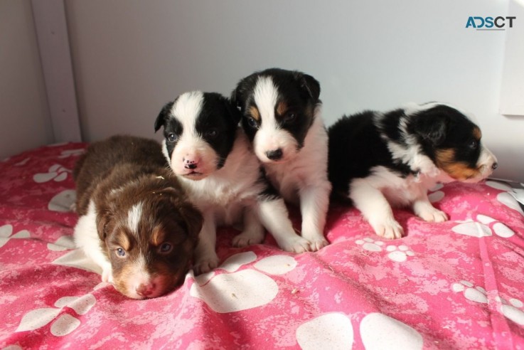 Adorable Border collie puppies for sell