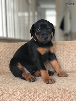 Lovable and cuddly Dobermann puppies are