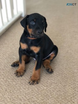 Lovable and cuddly Dobermann puppies are