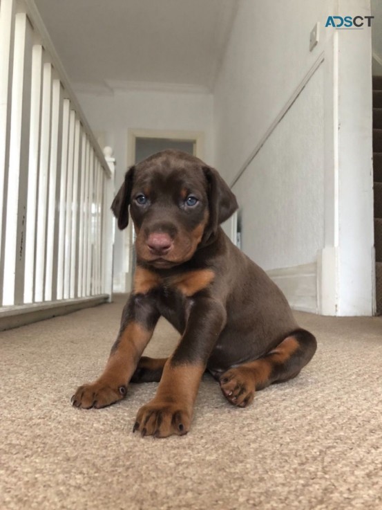 Lovable and cuddly Dobermann puppies are