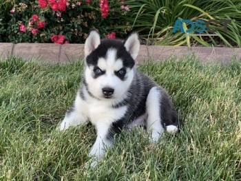 Chunky Siberian  Husky puppies