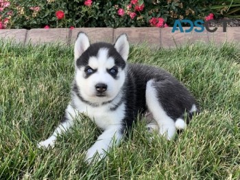 Chunky Siberian  Husky puppies