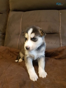 Adorable Siberian Husky puppies for sell