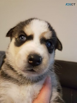 Adorable Siberian Husky puppies for sell