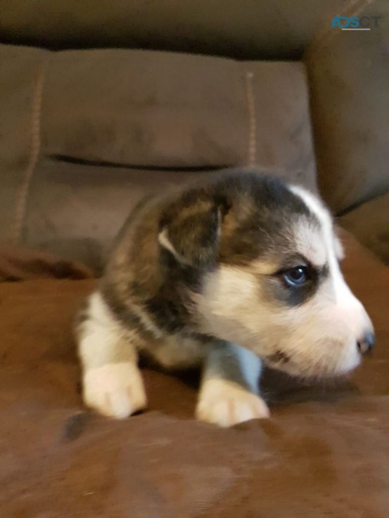 Adorable Siberian Husky puppies for sell