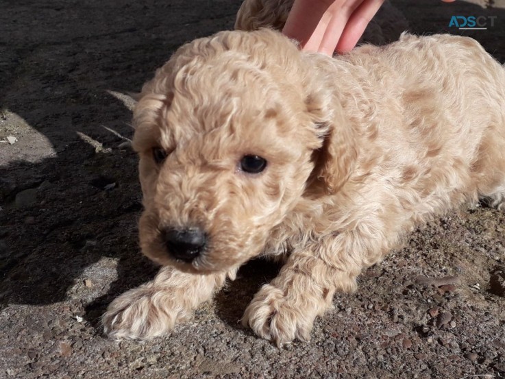 We have vet check and vaccinated Toy poo