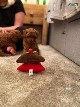 We have vet check and vaccinated Toy poo