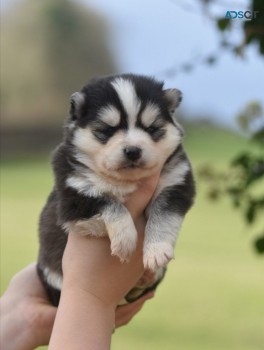 Male and Female Lovable and cuddly Pomsk