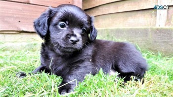 Adorable and very cuddly chuchaua puppie