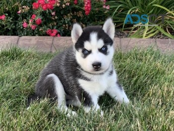 Qualities Siberian Husky pups