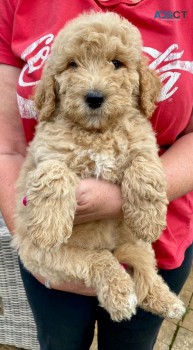 Goldendoodle puppies for sale