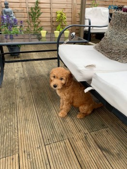 Goldendoodle puppies for sale