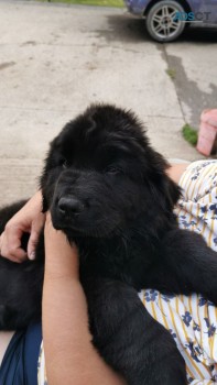 Newfoundland puppies for sale