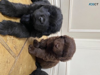 Newfoundland puppies for sale