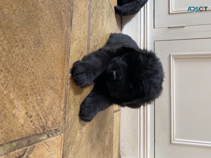 Newfoundland puppies for sale