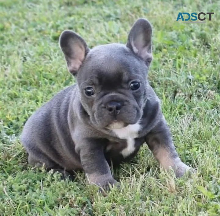 Merle French Bulldog Available Now