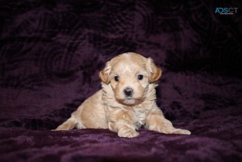 Cute and Beautiful Maltipoo puppies for 