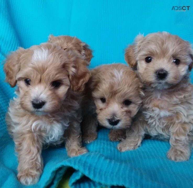 Cute and Beautiful Maltipoo puppies for 