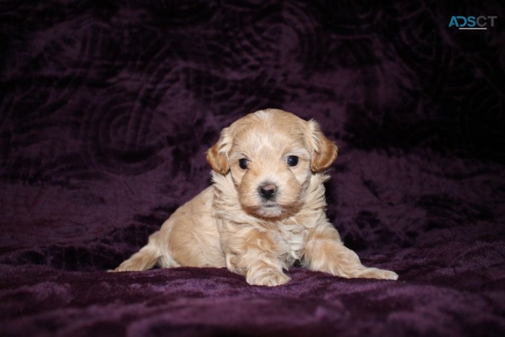 Cute and Beautiful Maltipoo puppies for 