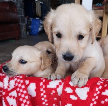 Adorable Golden Retriever puppies for se