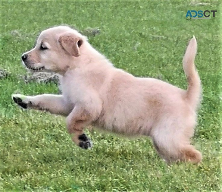 Adorable Golden Retriever puppies for se