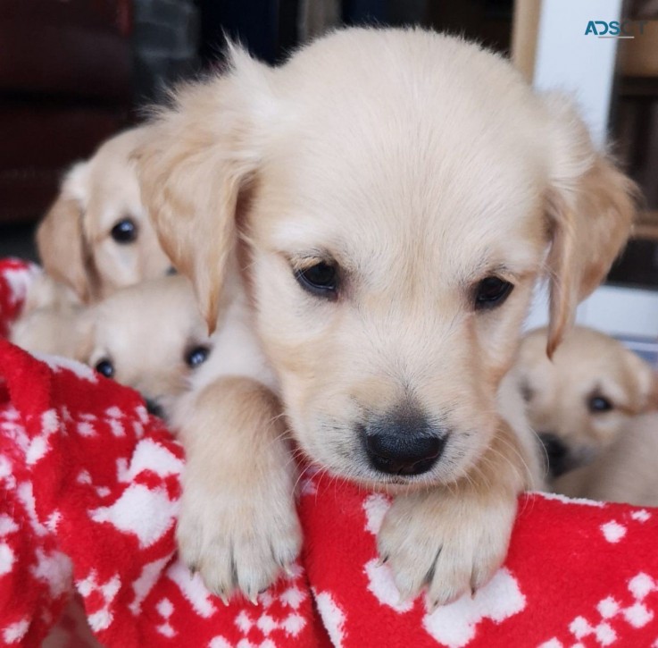 Adorable Golden Retriever puppies for se