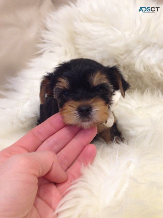 Adorable Male And Female Yorkshire Terri