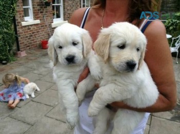 Golden Retriever puppies 