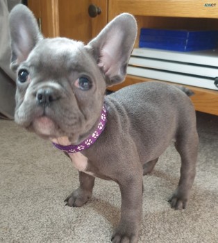 French Bulldog Puppies 