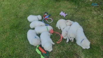 Samoyed Puppies for good homes