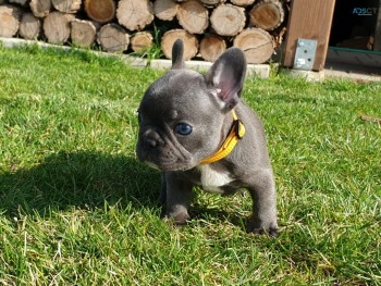 french bulldog puppies for sale