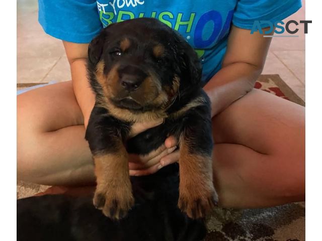 Rottweiler Puppies for good and caring h