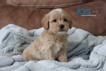 Adorable Maltipoo puppies for  sale