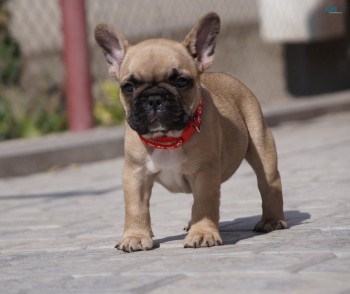 Fawn PURE BRED French Bulldog Puppies fo