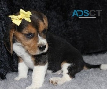 Beagle puppies for sale